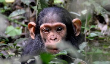 Chimp - Plover Tours and Travel
