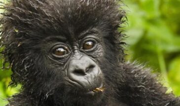 baby gorilla - Plover Tours and Travel