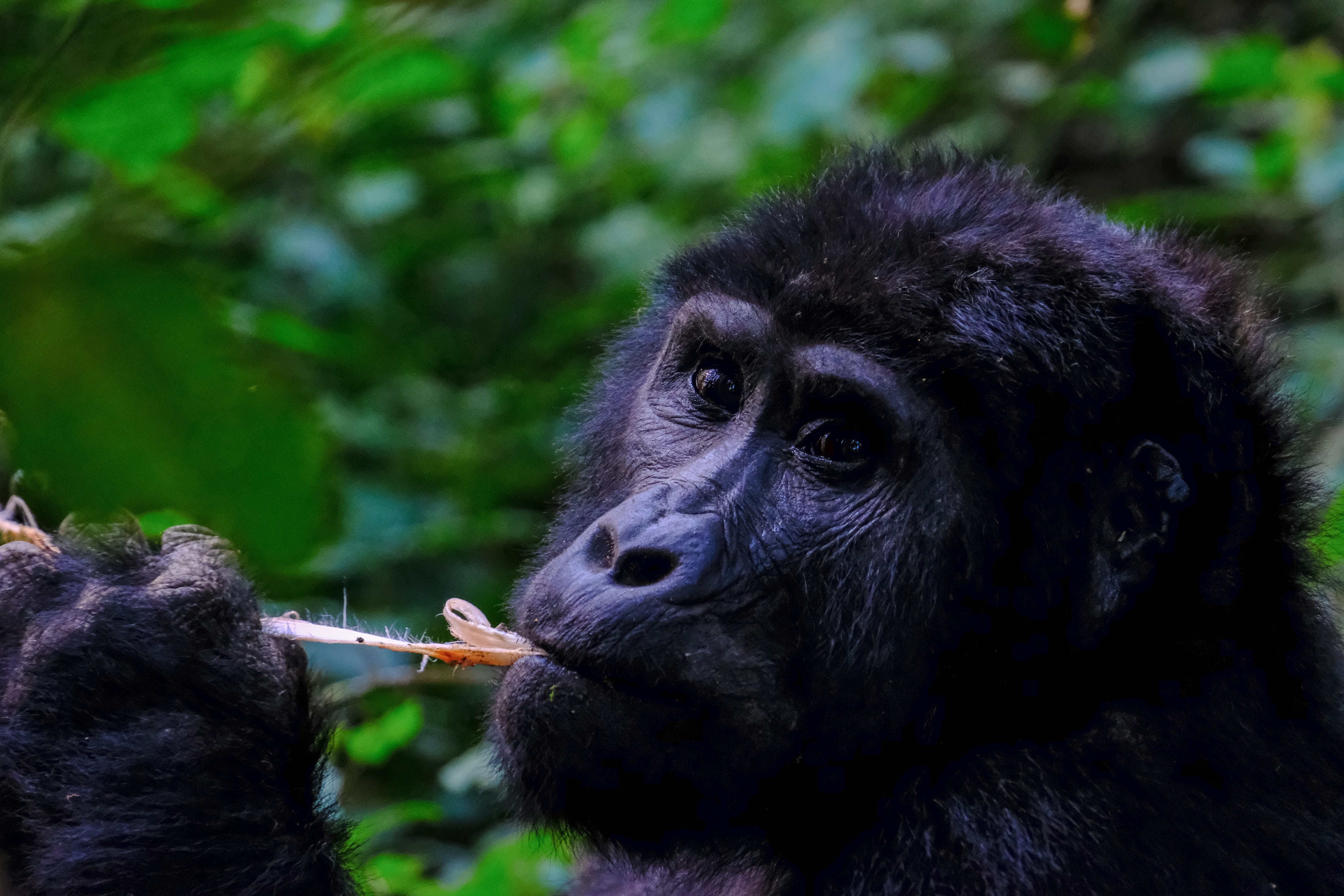 5 Days Chimpanzee and Gorilla Safaris