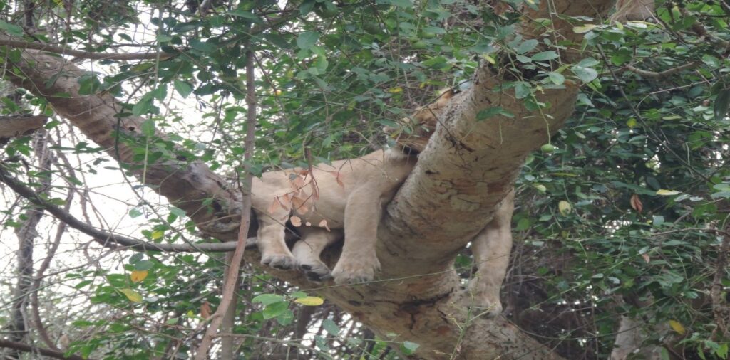 tree climbing lion - Plover Tours and Travel